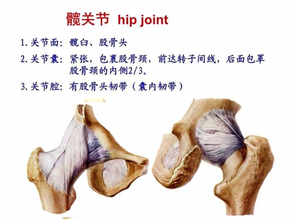 髋关节训练器的适应症_髋关节训练椅_髋关节训练椅说明书