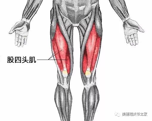 女神漫画免费登录入口页面弹窗 股四头肌锻炼方法，让你的大腿更有力量！