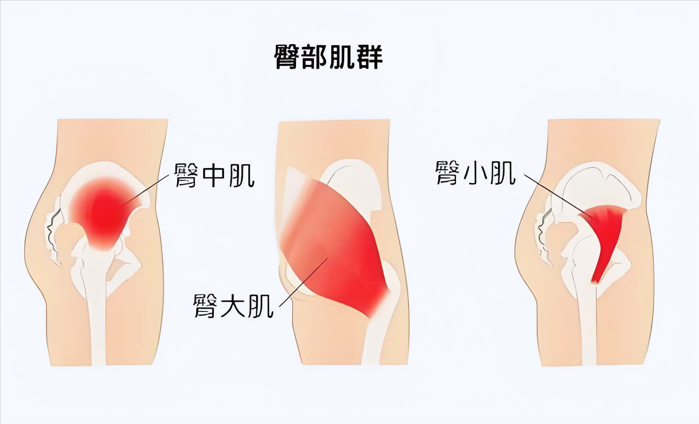 男性练臀好处_股四头肌训练椅_男性臀部训练方法