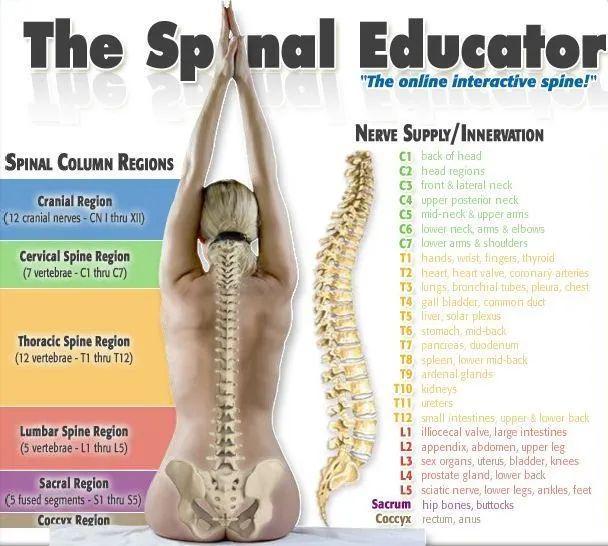 髋关节训练椅_腰椎稳定性训练_博恩斯摇摆椅