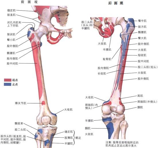韩漫漫画网站免费观看下拉式 髋关节镜术后康复要点