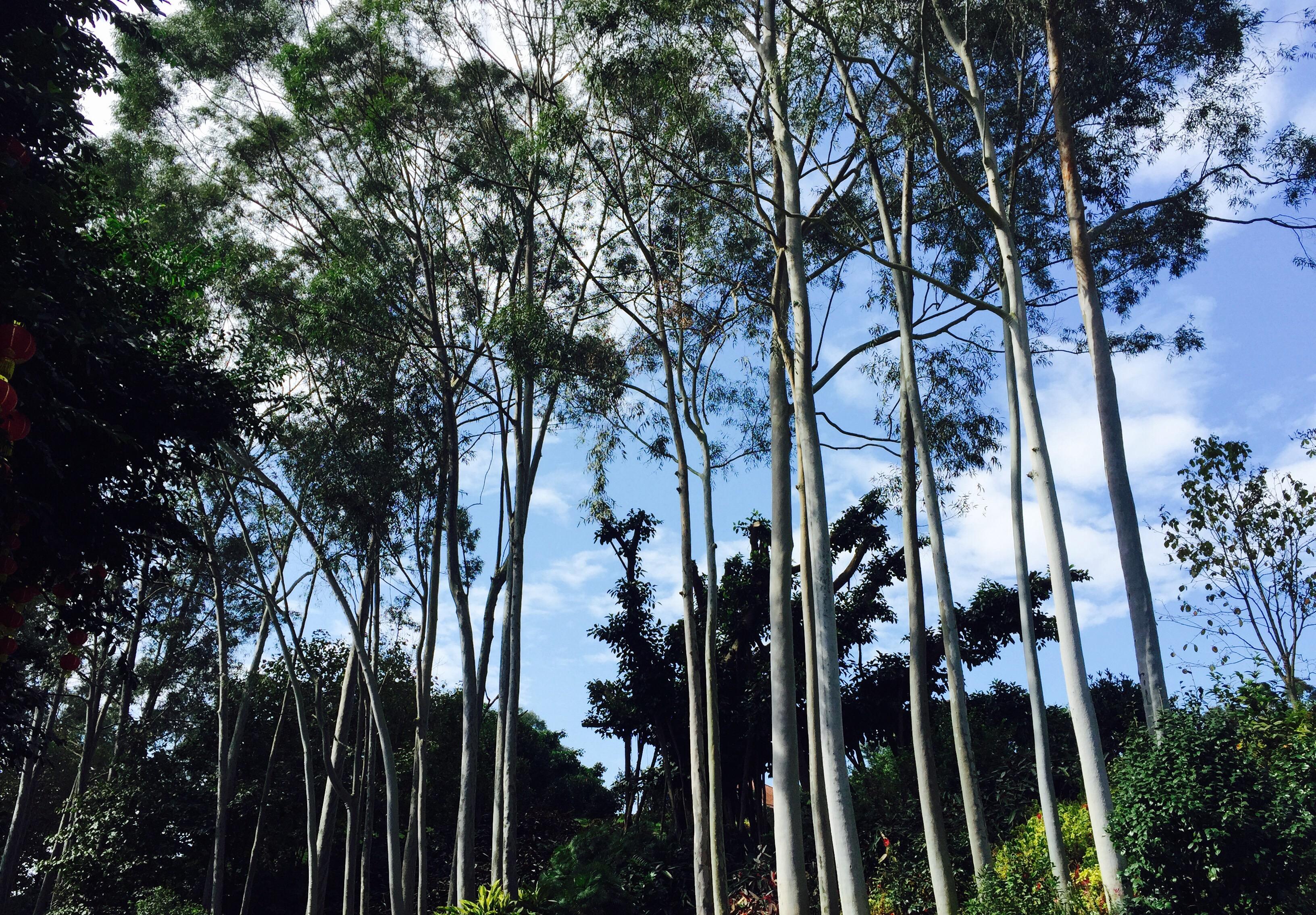 幸福心理学_塞利格曼幸福五要素_幸福小猪