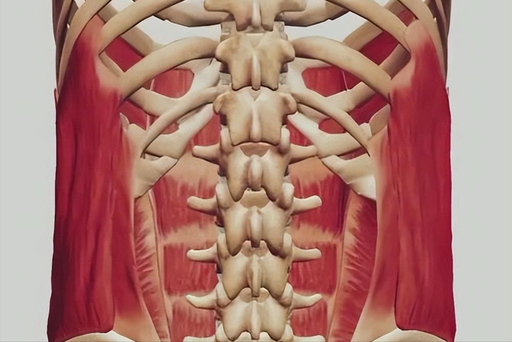 核心肌群训练方法_核心力量训练_综合训练器总结