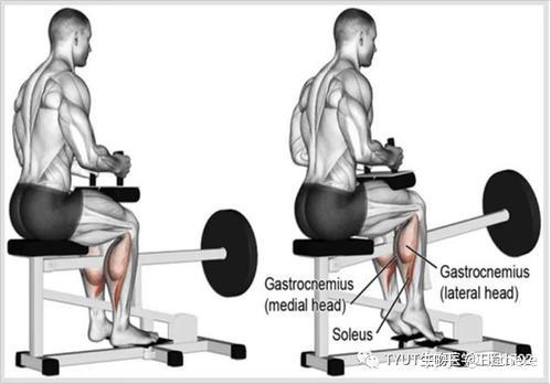 健身解剖词汇_健身用缠手带还是手套_健身入门词汇